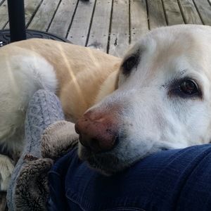 Meet your Posher, Stevie